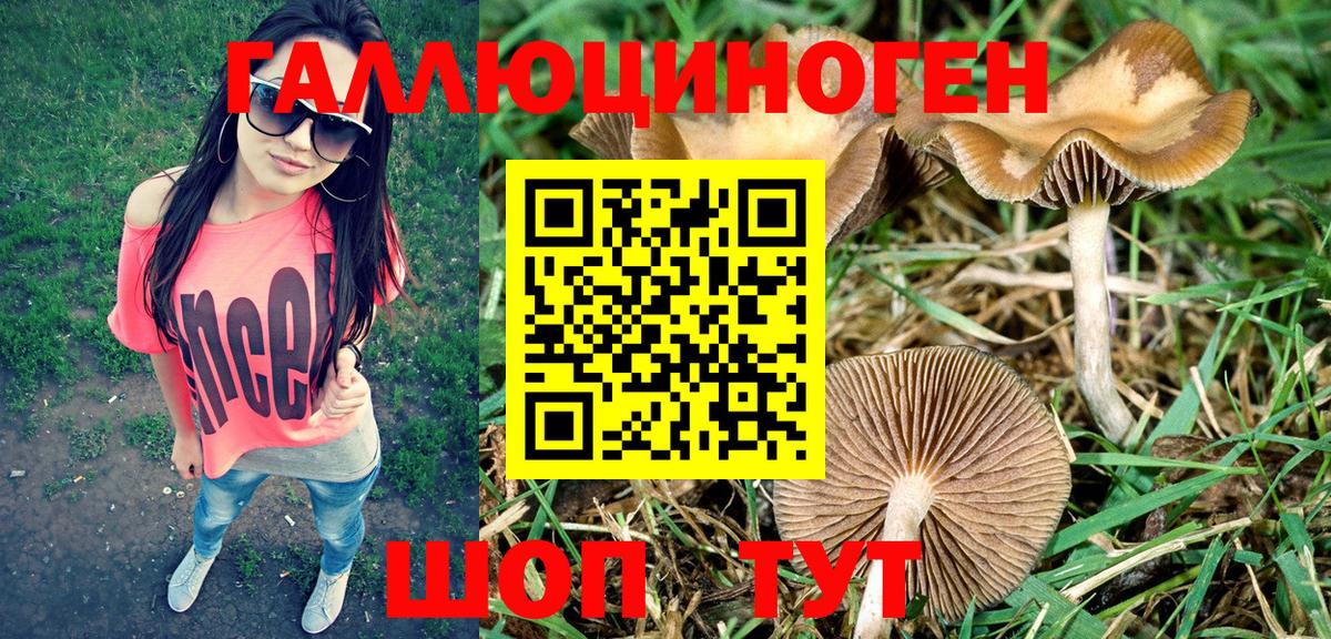 Вышний Волочёк  Галлюциногенные грибы MAGIC MUSHROOMS  Вход с VPN 